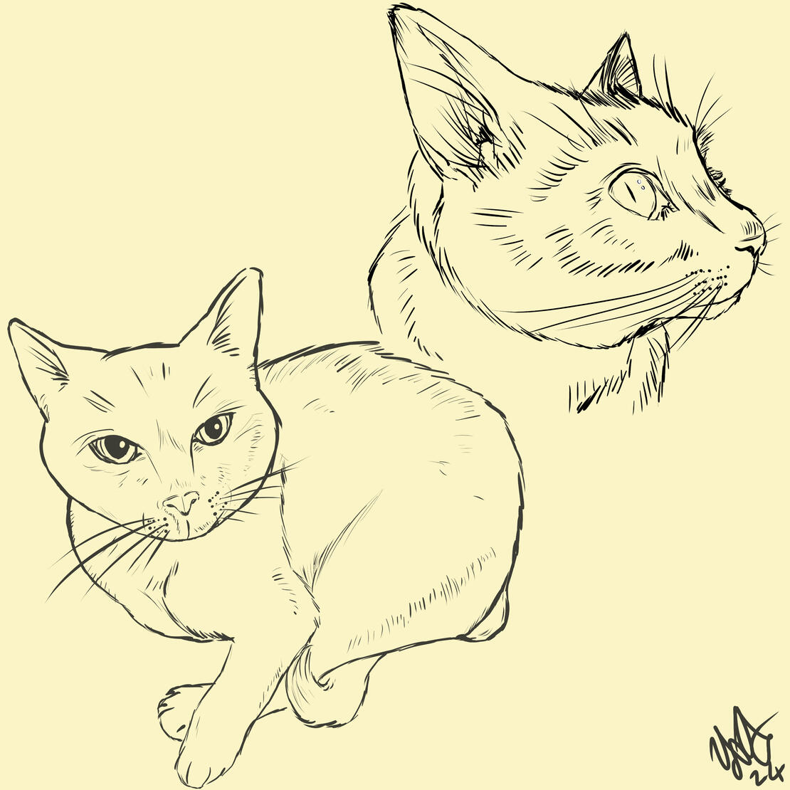 A black line sketch of a cat at two different angles, on a pale yellow background. One angle is of the cat lying curled up, facing forward, and the other is a close-up of the cat's face, looking to the right.